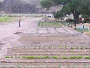 Peppers and other crops are planted in test beds and drip irrigated to conserve precious water in the desert environment.