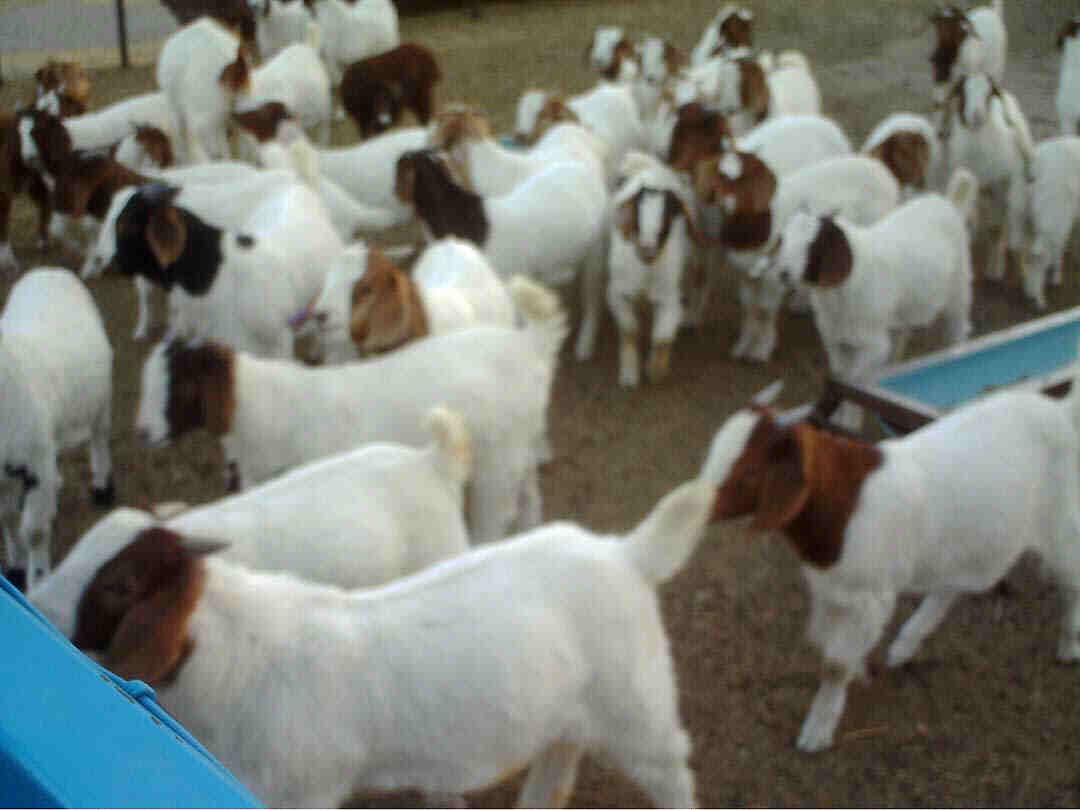Goats provide valuable waste products that are used in composting materials that will be added to the native soils to enrich them and make them suitable for sustainable agriculture.