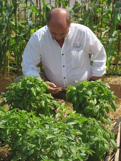 Dr. Straitt, a Resource Efficiency Manager with Sain Engineering Associates, inspects soil quality in the raised gardent beds.