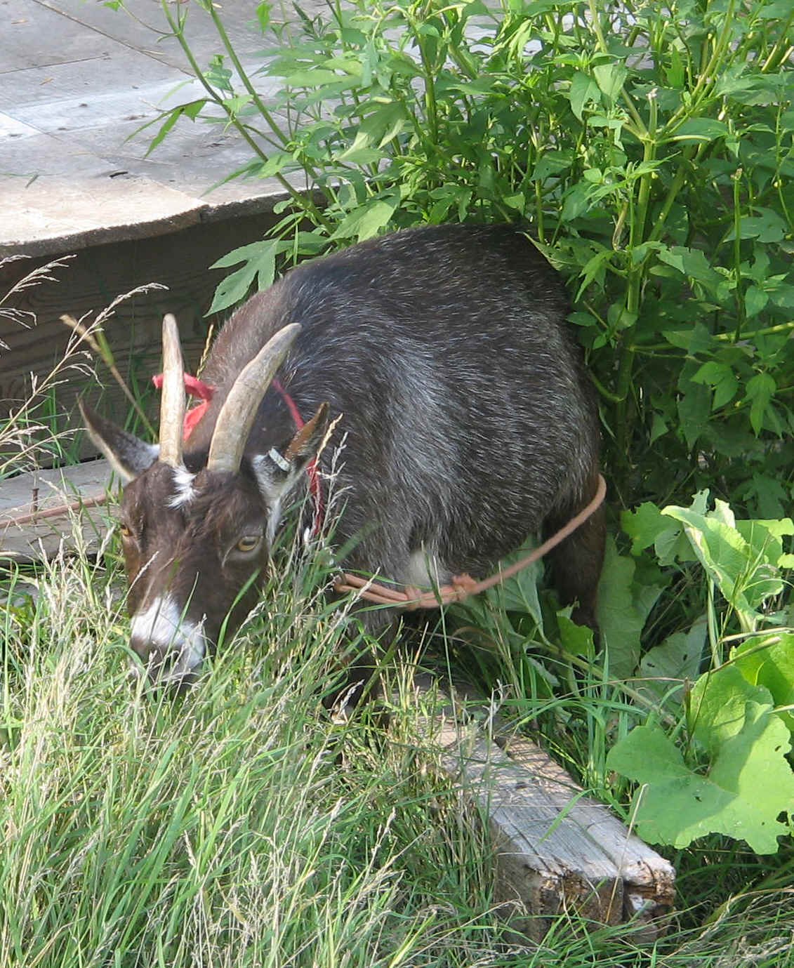 Sara our first goat.  She could feed her kids so we bottled feed all the kids she had.